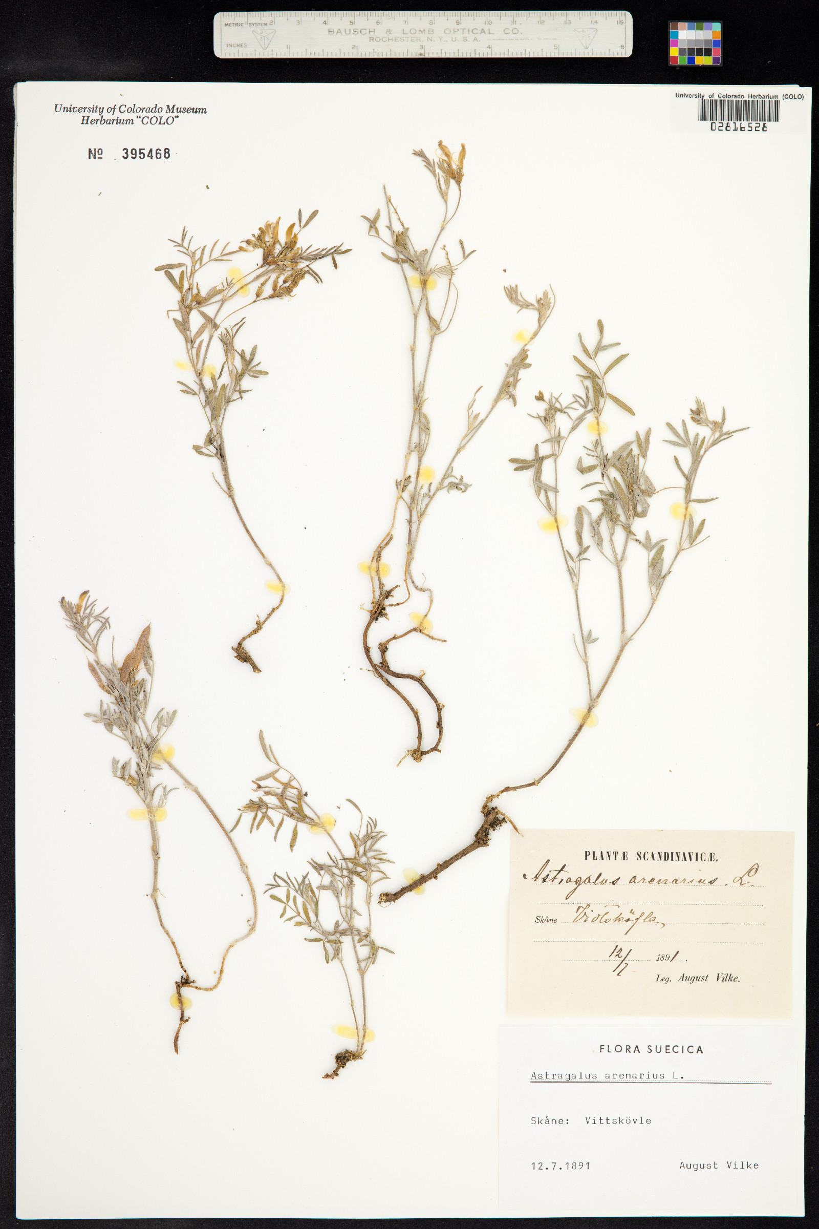 Astragalus arenarius image