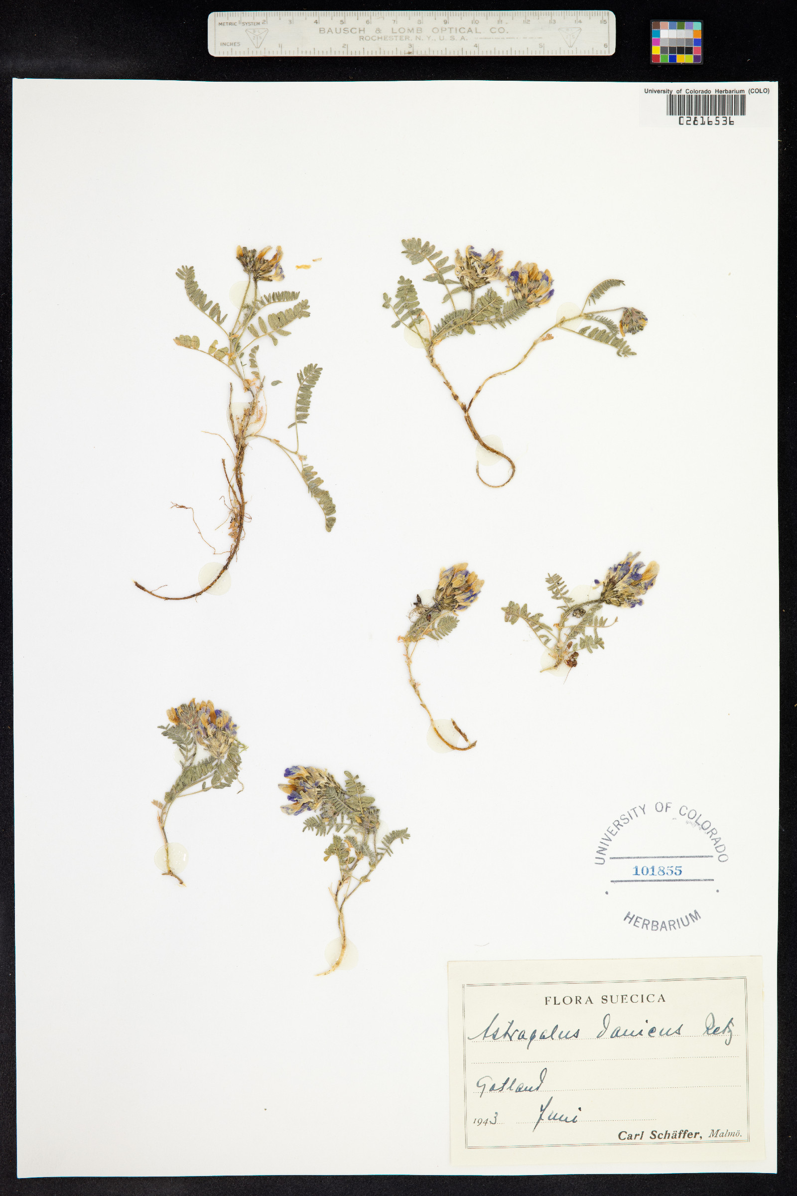 Astragalus danicus image