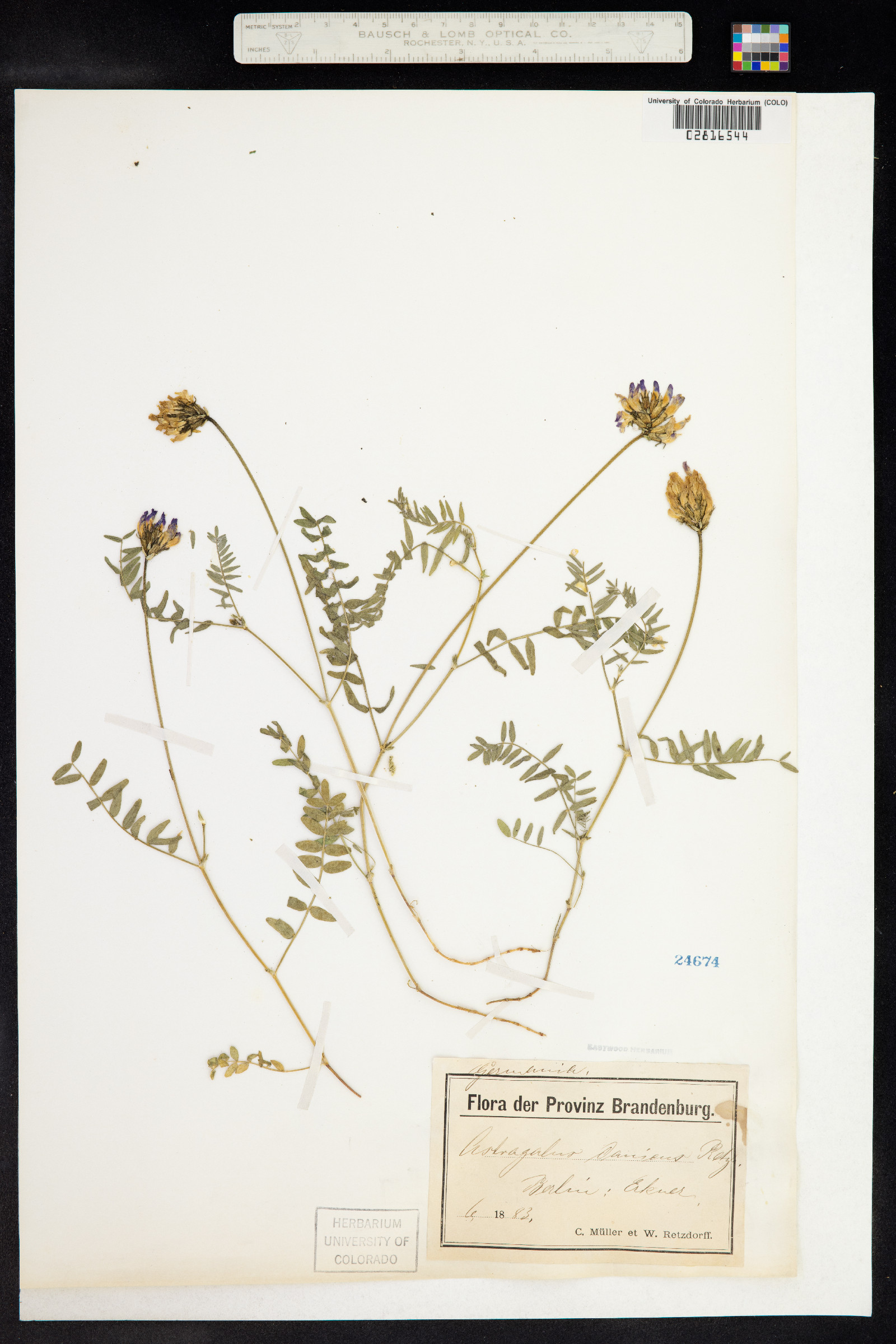 Astragalus danicus image