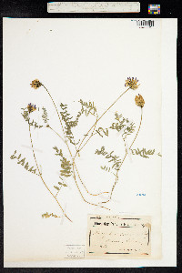 Astragalus danicus image