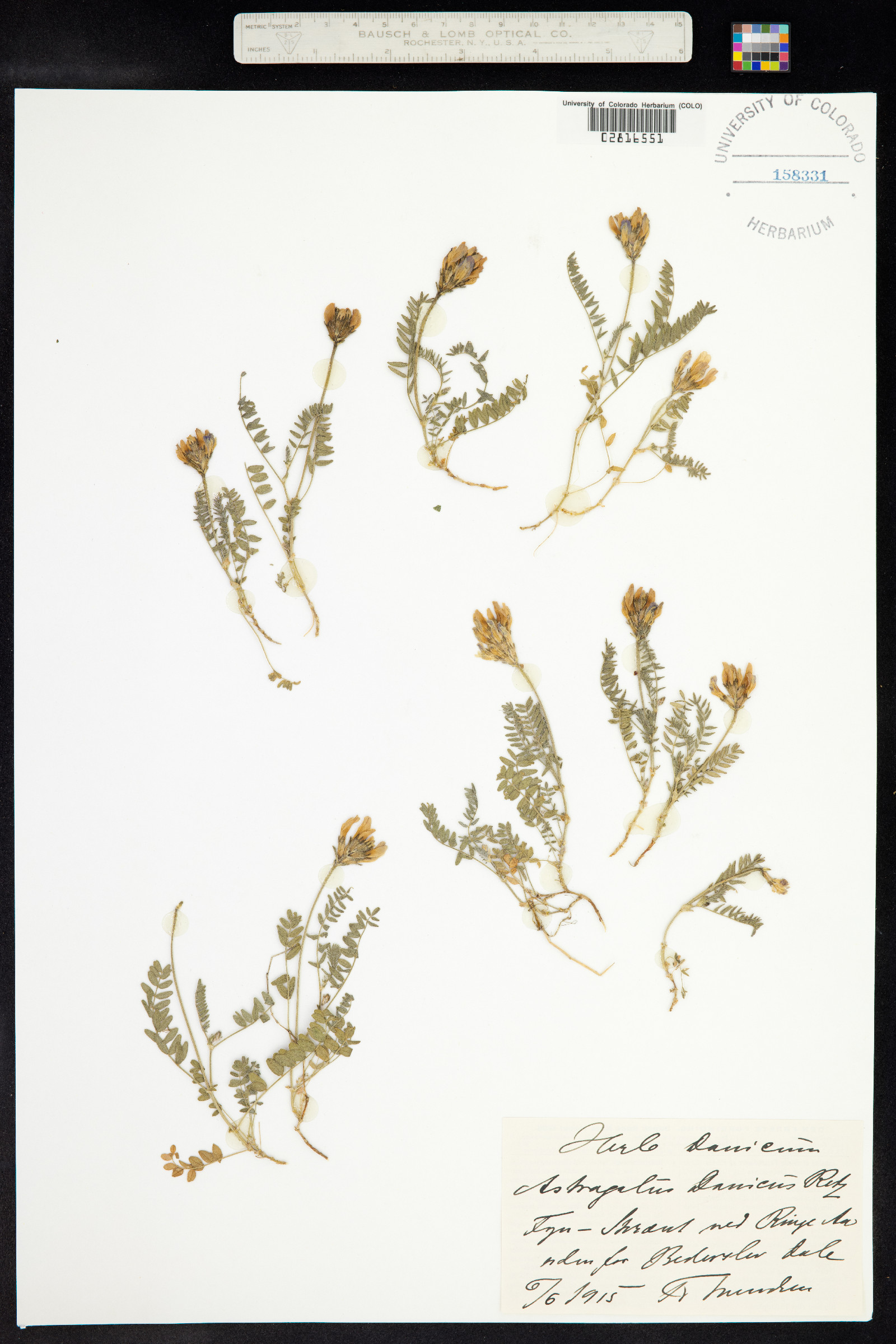 Astragalus danicus image