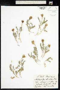 Astragalus danicus image