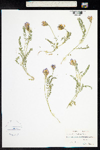 Astragalus danicus image