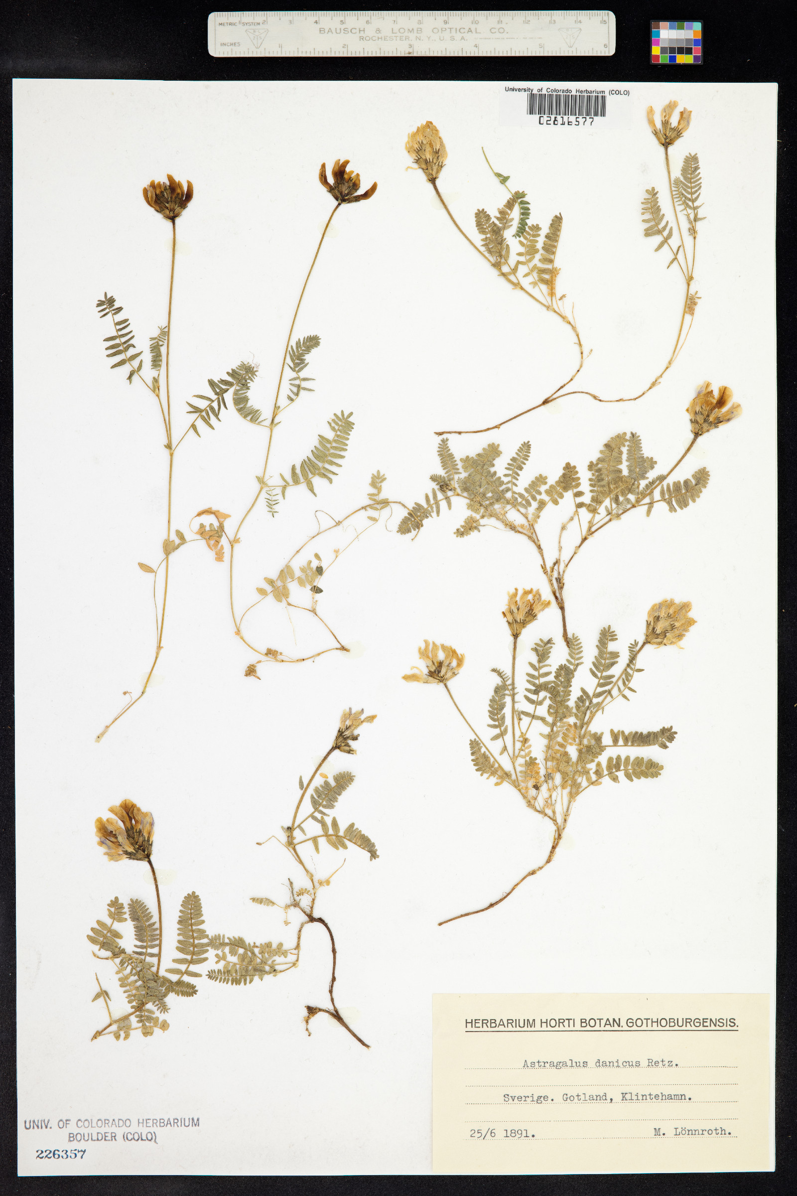Astragalus danicus image