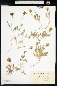 Astragalus danicus image