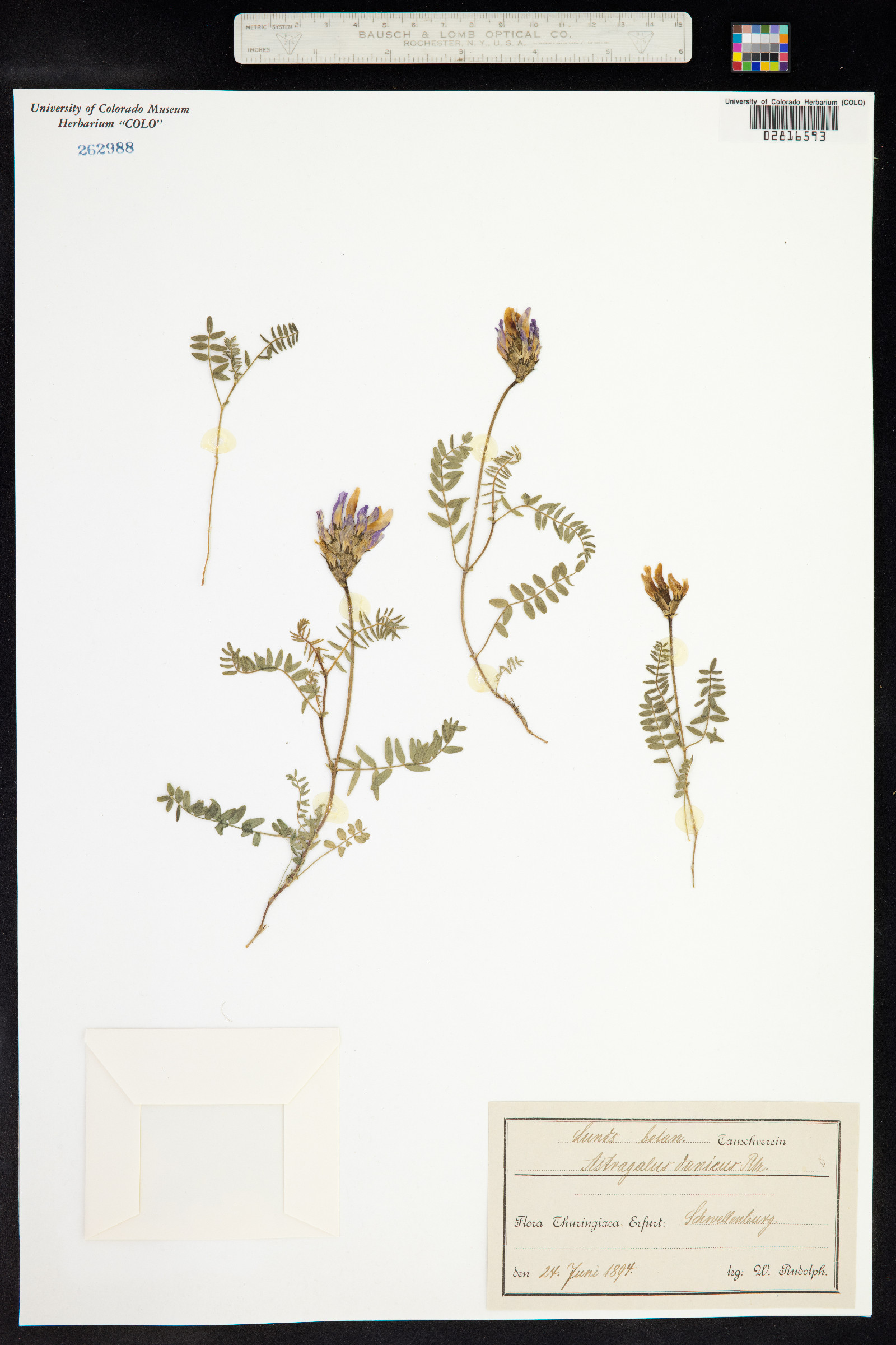 Astragalus danicus image