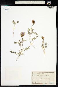 Astragalus danicus image