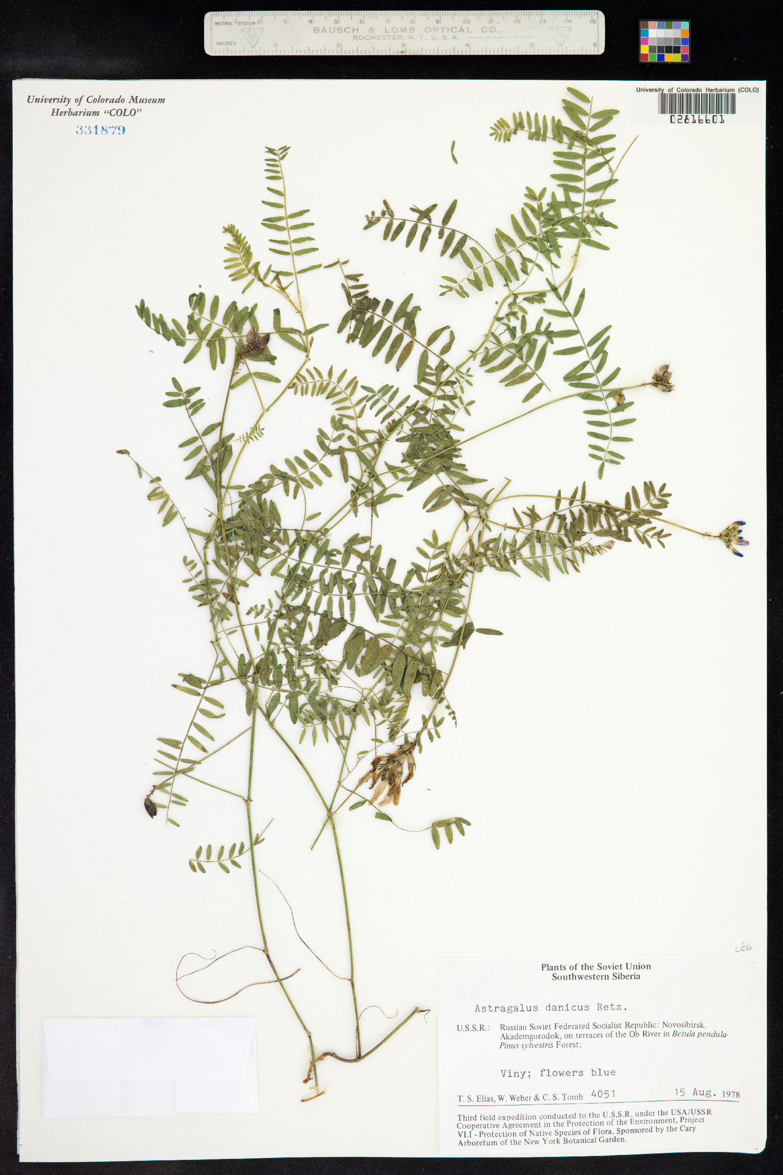 Astragalus danicus image