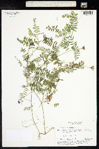 Astragalus danicus image