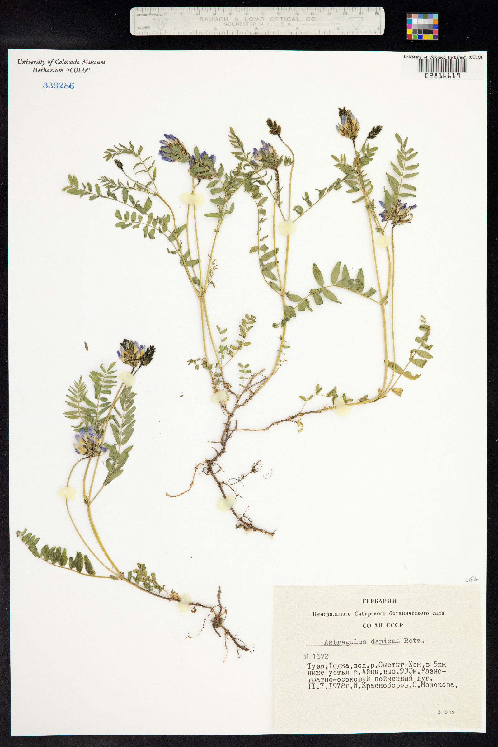 Astragalus danicus image