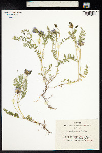 Astragalus danicus image