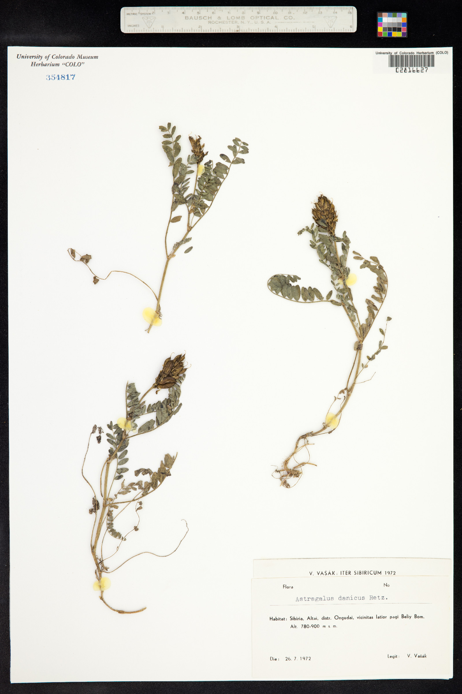 Astragalus danicus image