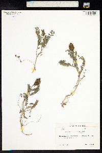 Astragalus danicus image