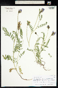 Astragalus danicus image