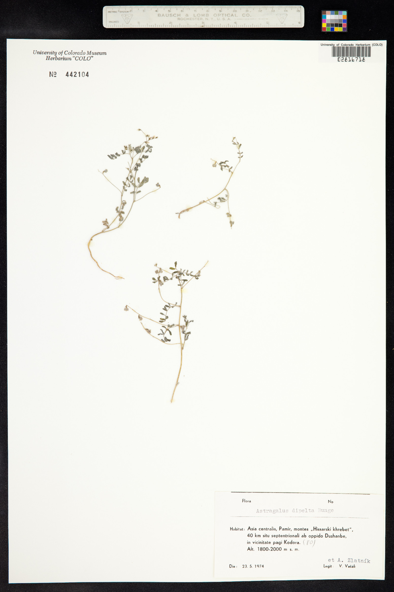 Astragalus dipelta image