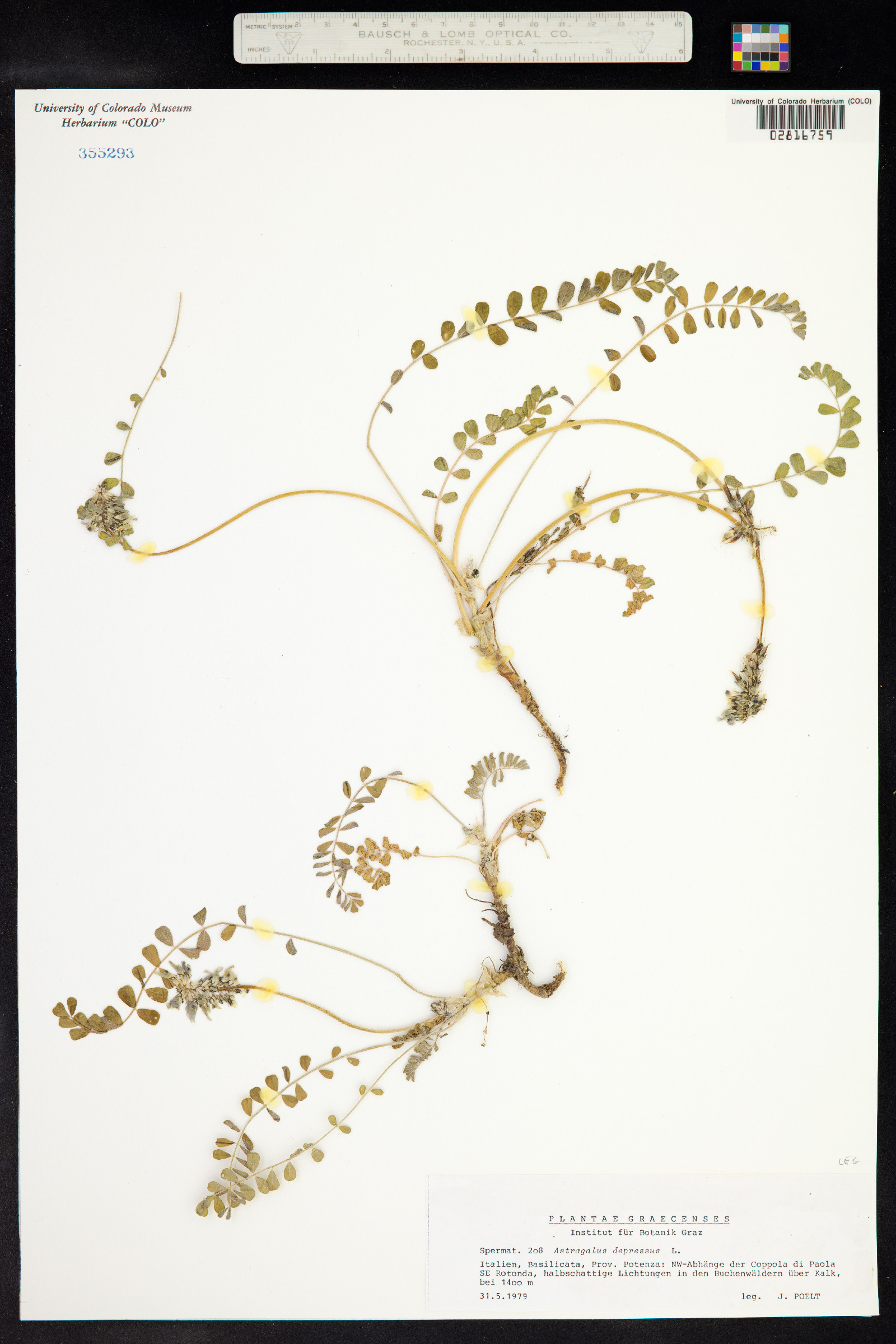 Astragalus depressus image