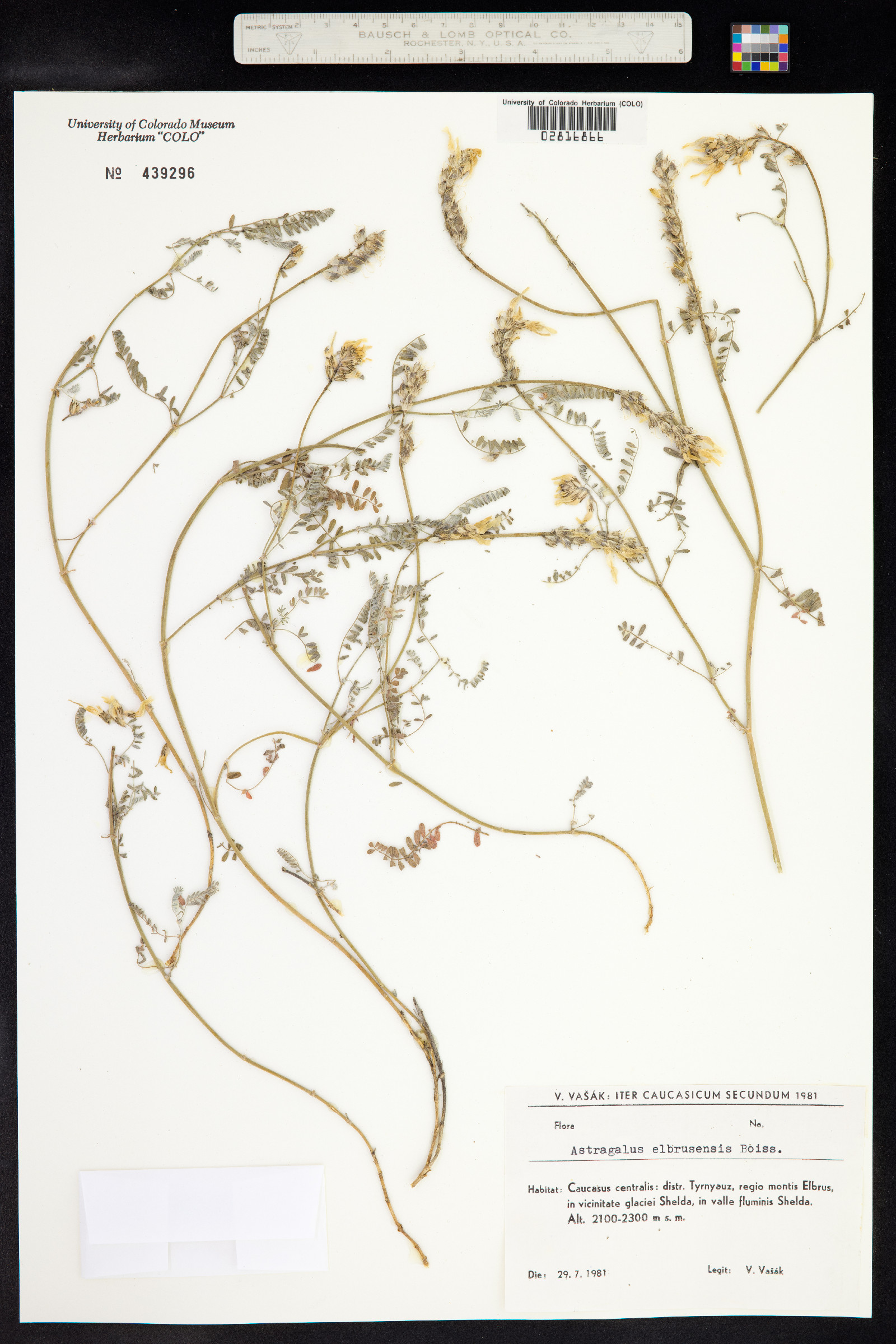 Astragalus alyssoides image