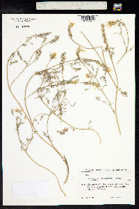 Astragalus alyssoides image