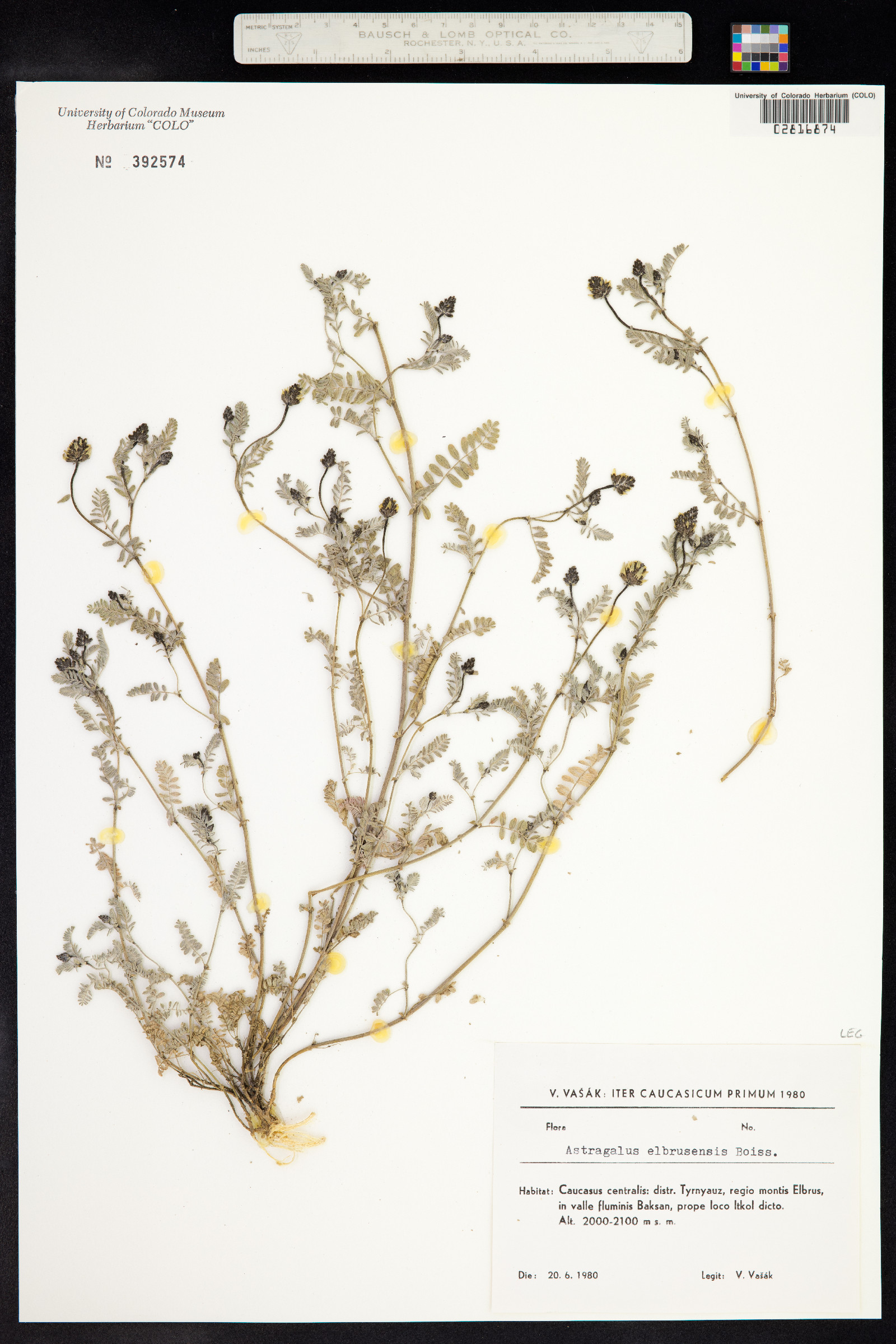 Astragalus alyssoides image