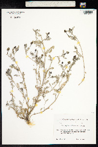 Astragalus alyssoides image