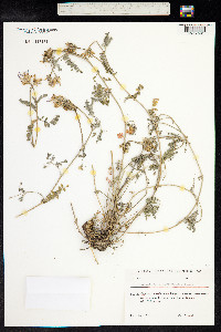 Astragalus alyssoides image