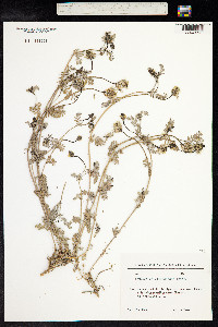 Astragalus alyssoides image