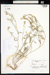 Astragalus alyssoides image