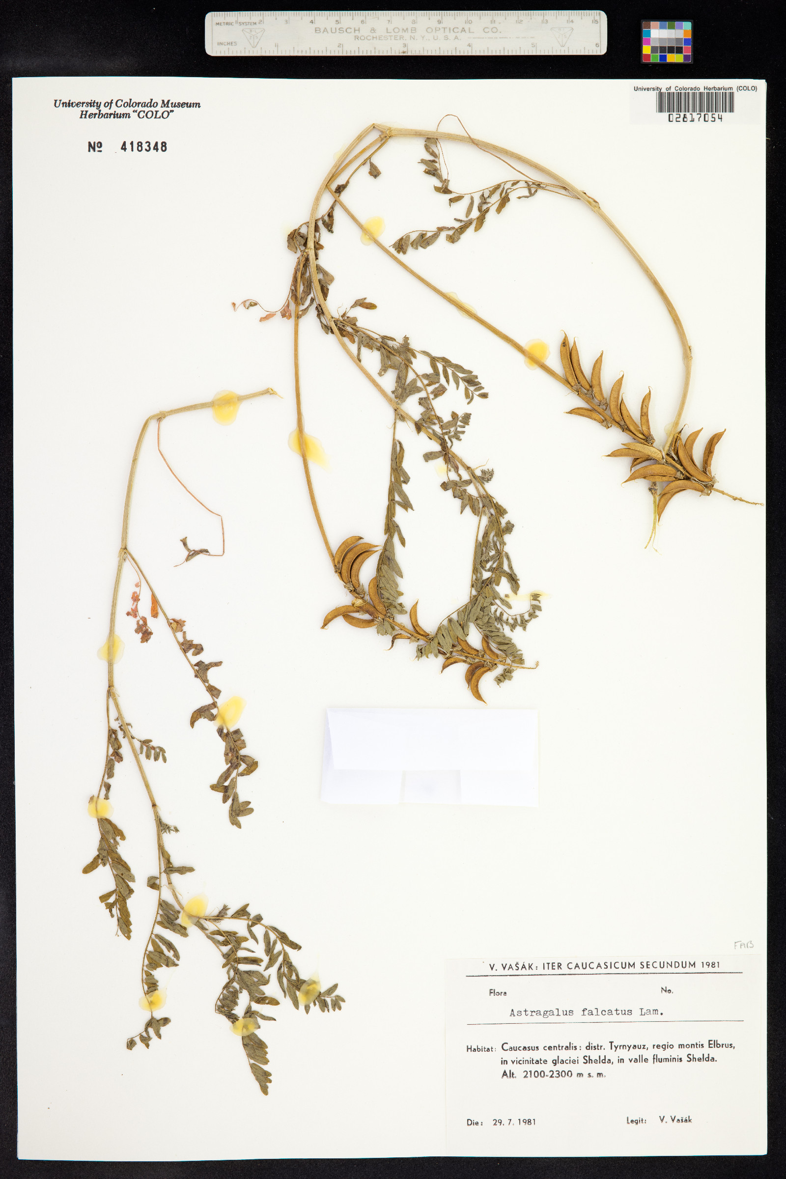 Astragalus falcatus image