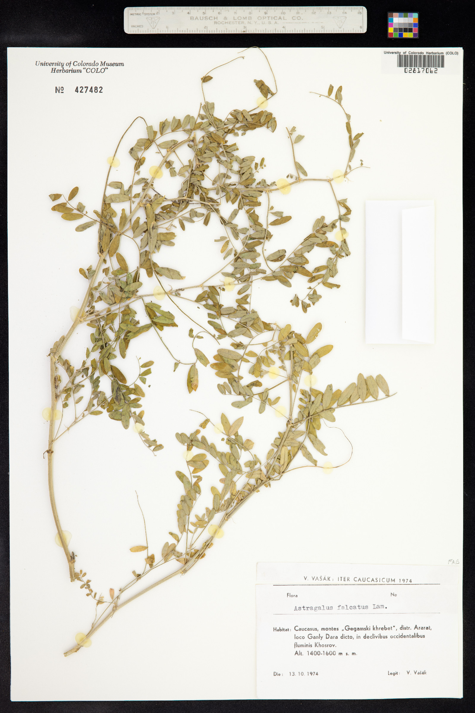 Astragalus falcatus image