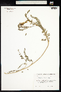 Astragalus falcatus image