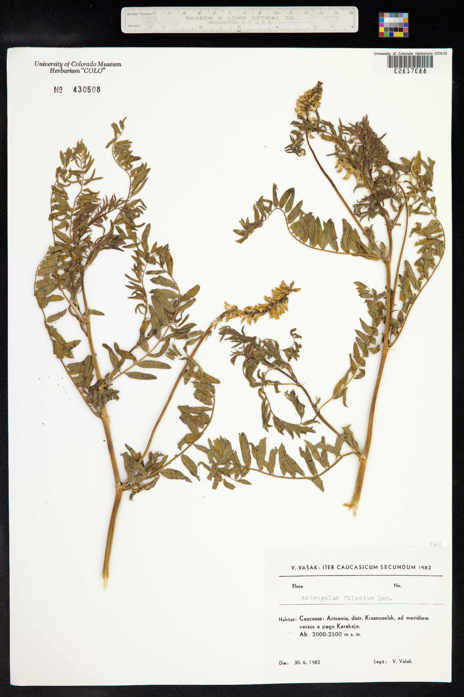 Astragalus falcatus image