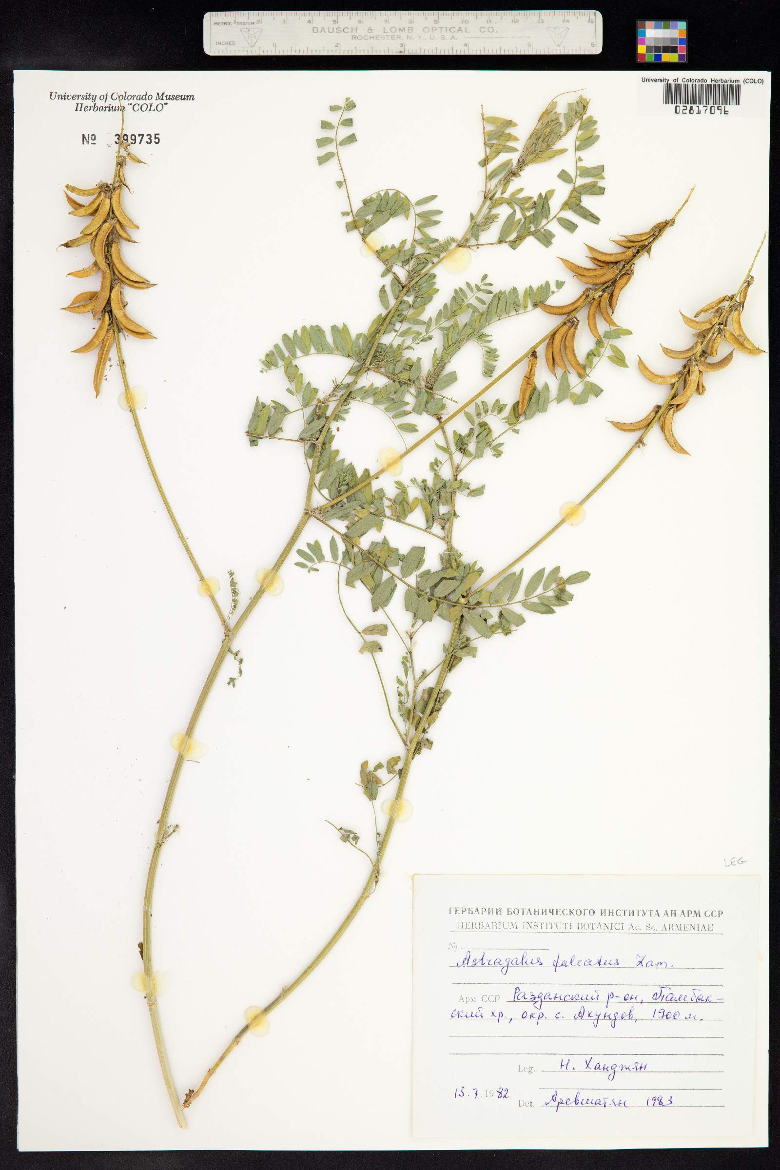Astragalus falcatus image