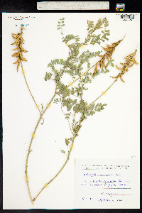 Astragalus falcatus image