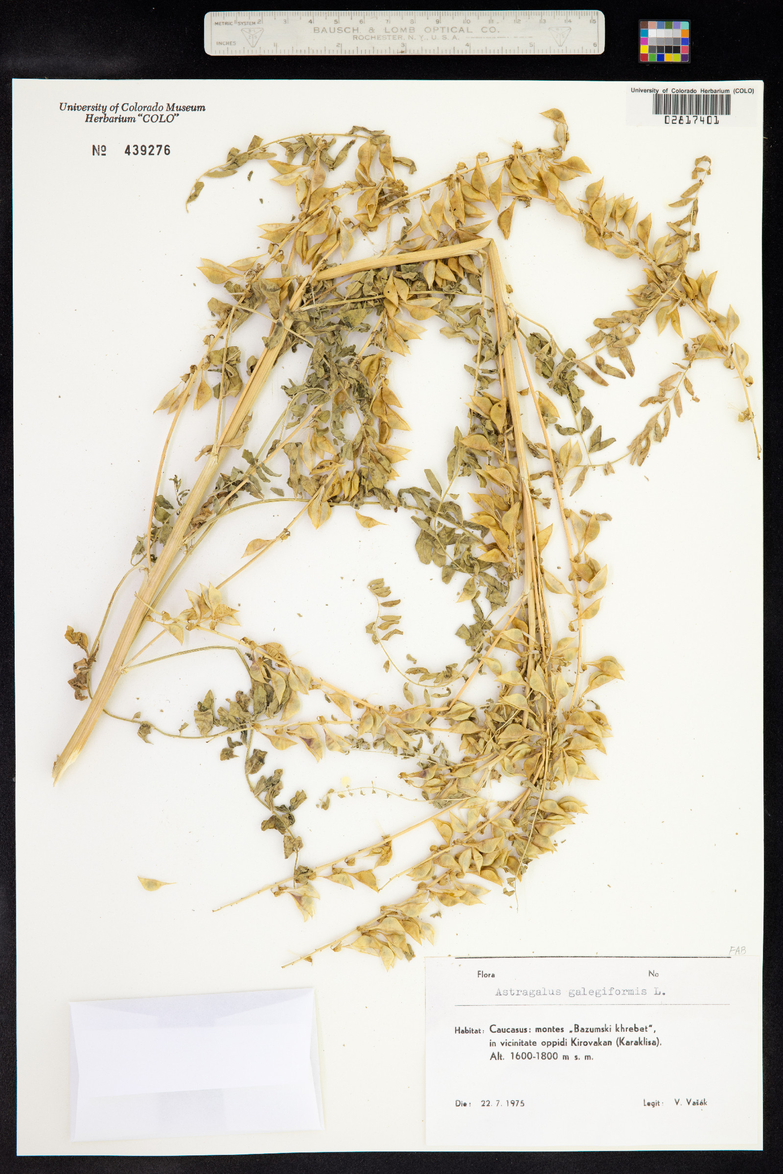 Astragalus galegiformis image