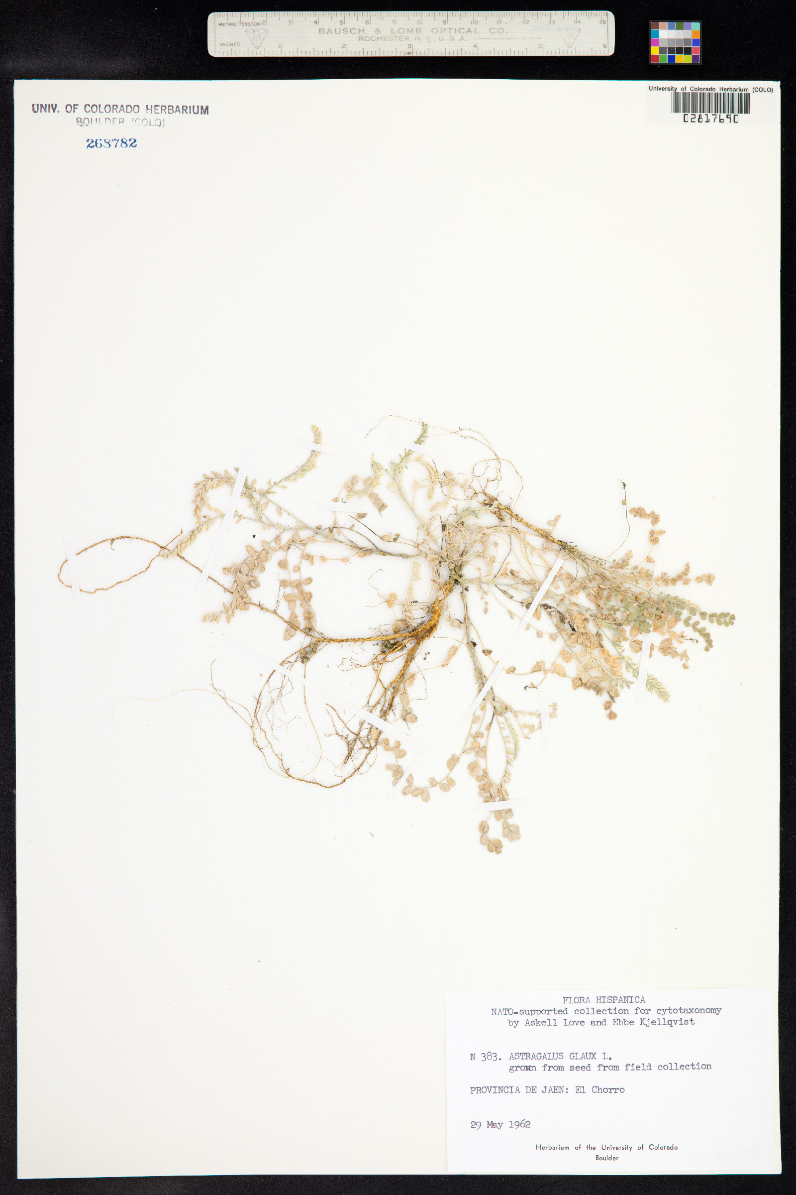 Astragalus glaux image