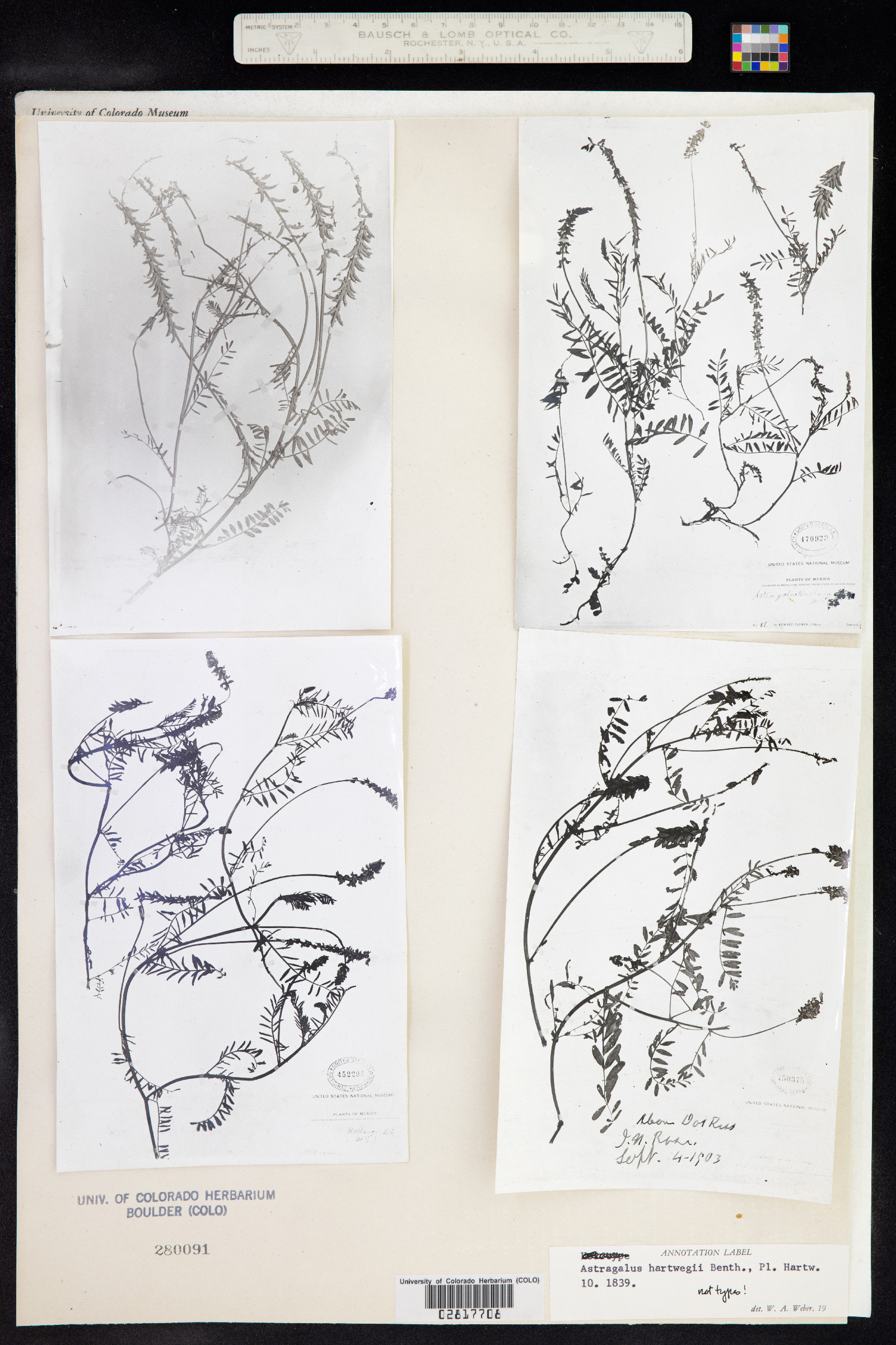 Astragalus hartwegii image