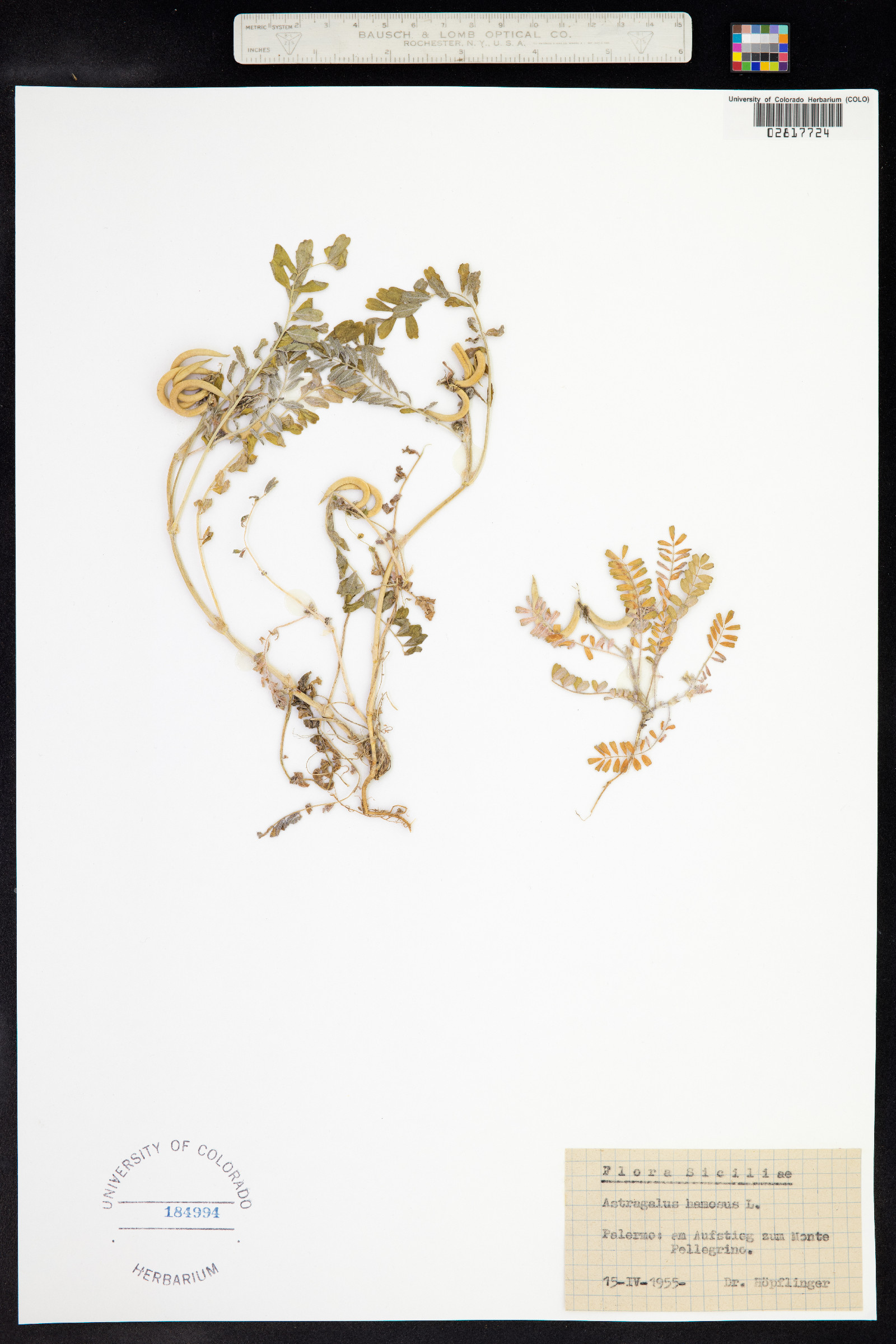 Astragalus hamosus image