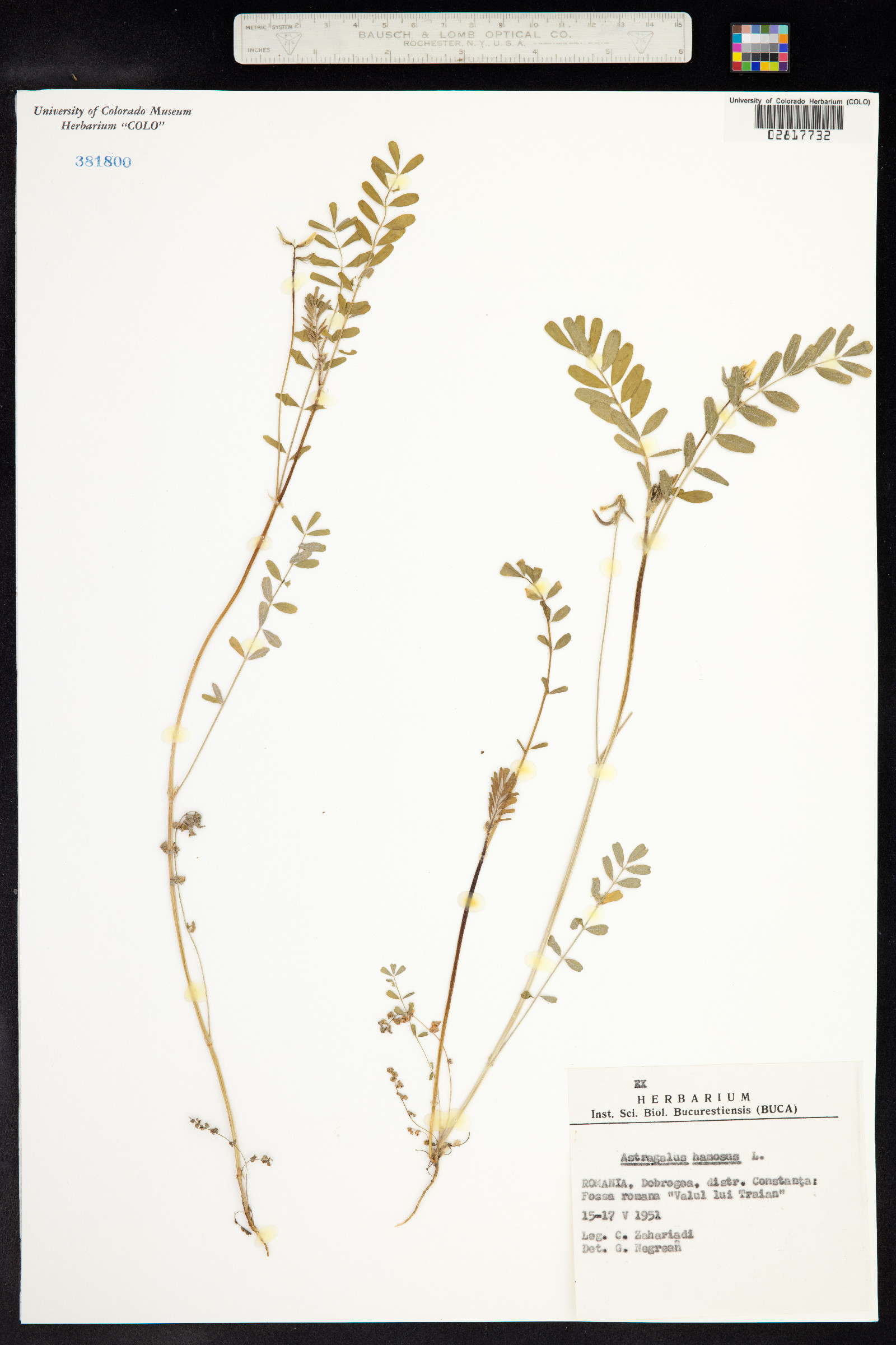 Astragalus hamosus image