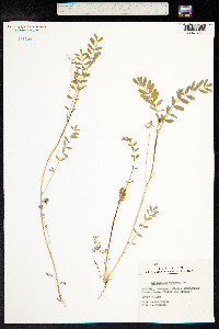 Astragalus hamosus image