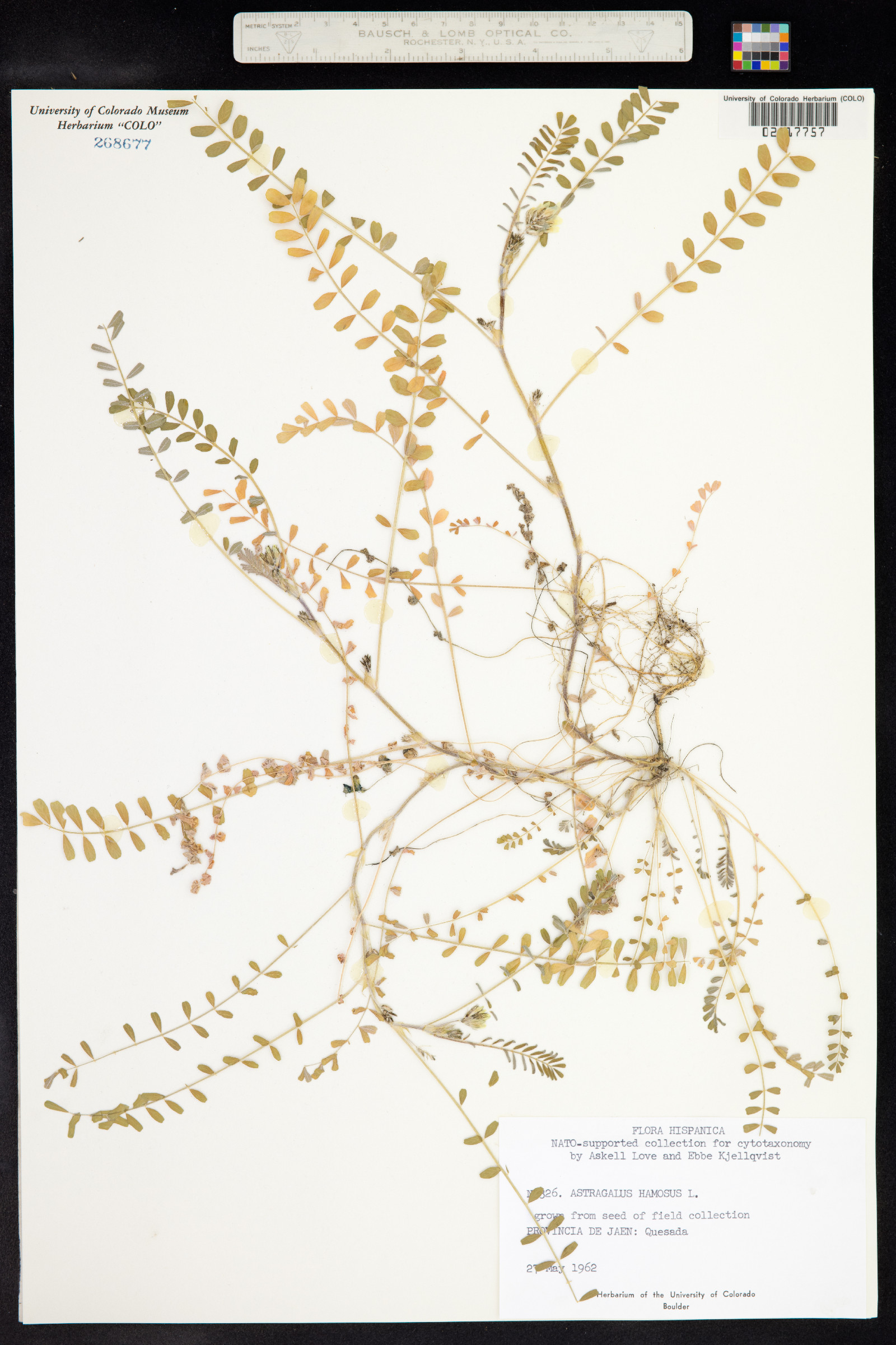 Astragalus hamosus image