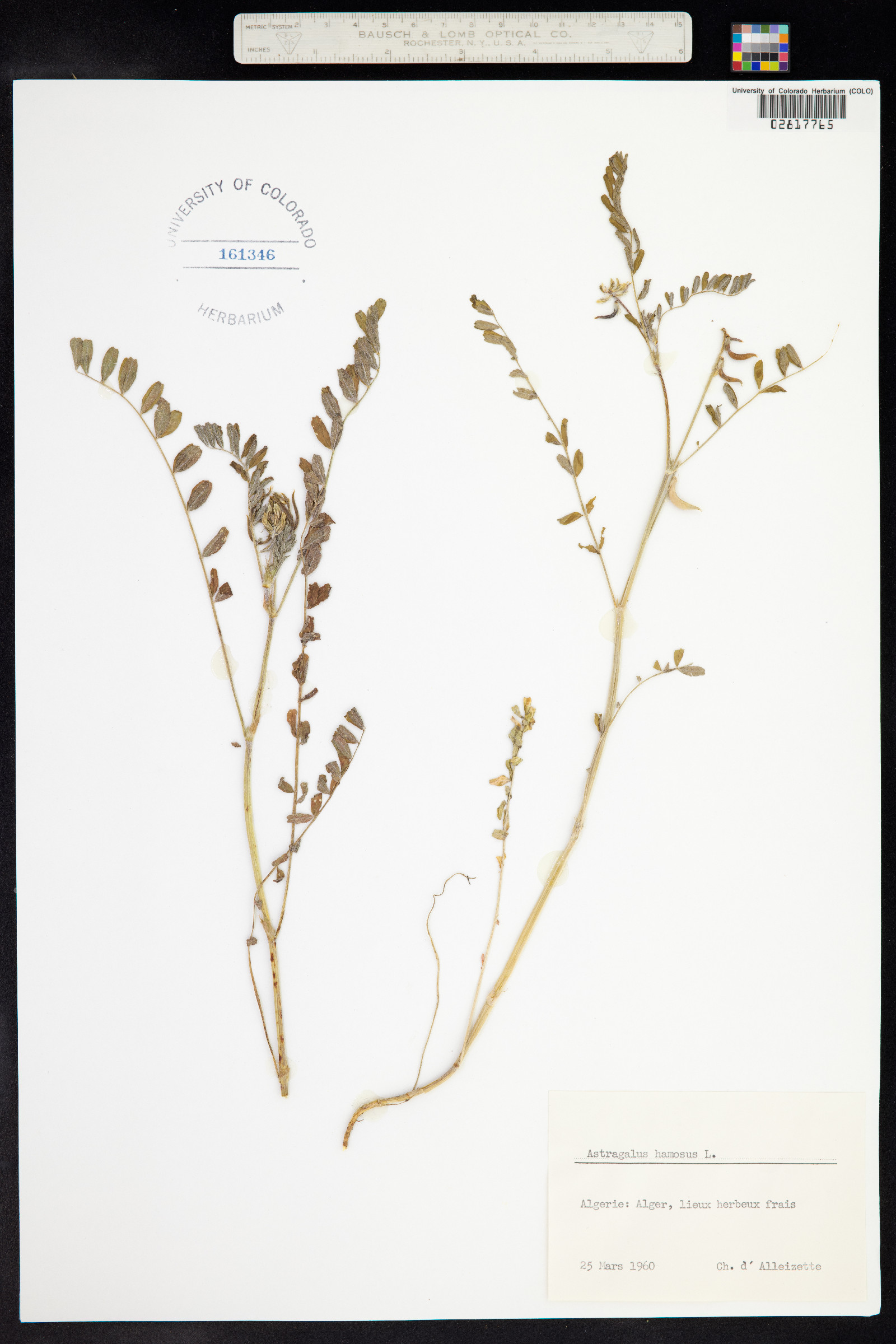 Astragalus hamosus image