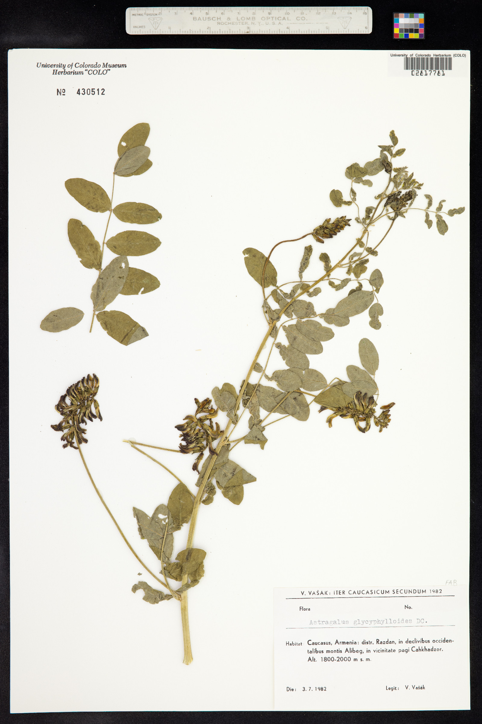 Astragalus glycyphylloides image