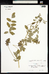 Astragalus glycyphylloides image