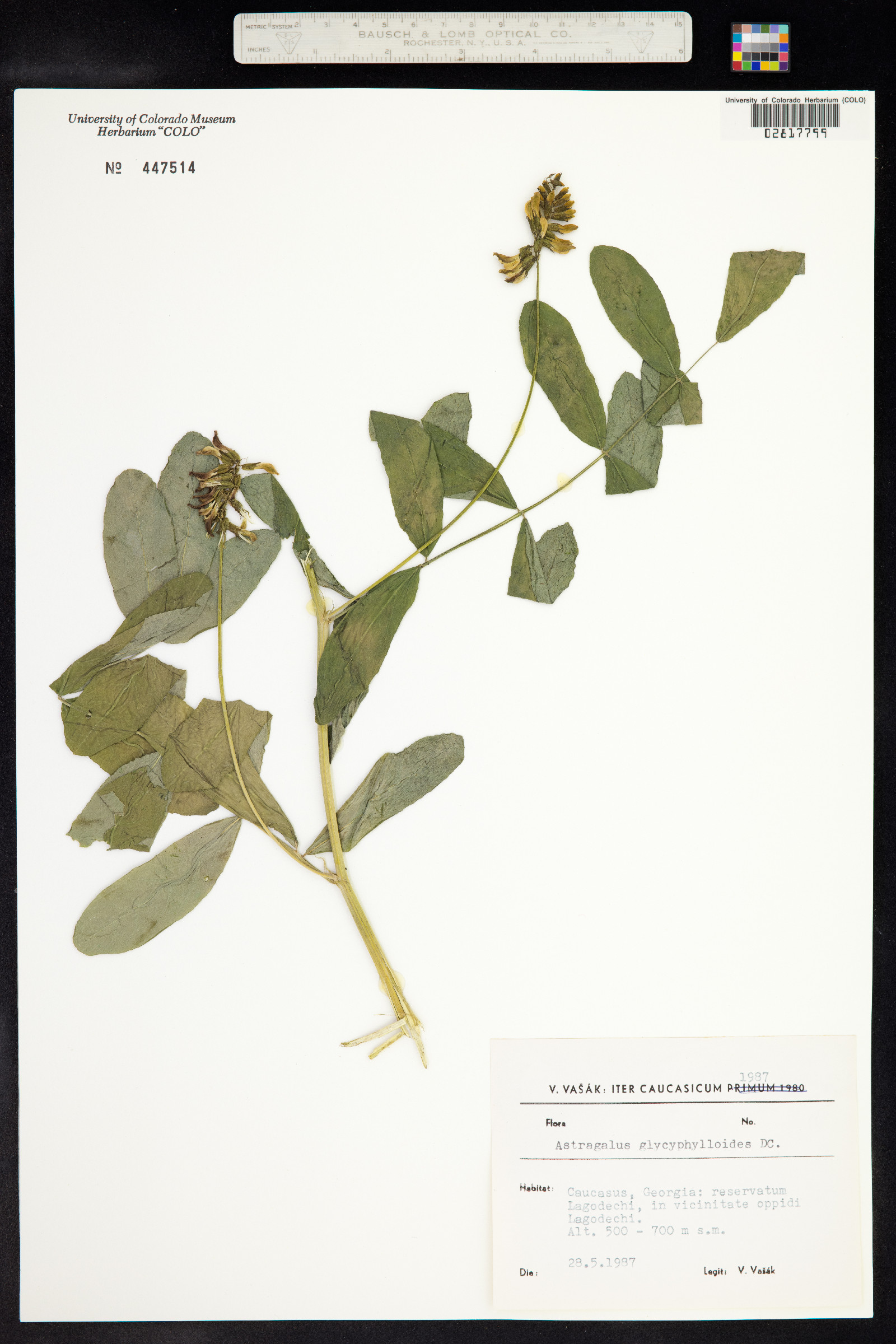 Astragalus glycyphylloides image