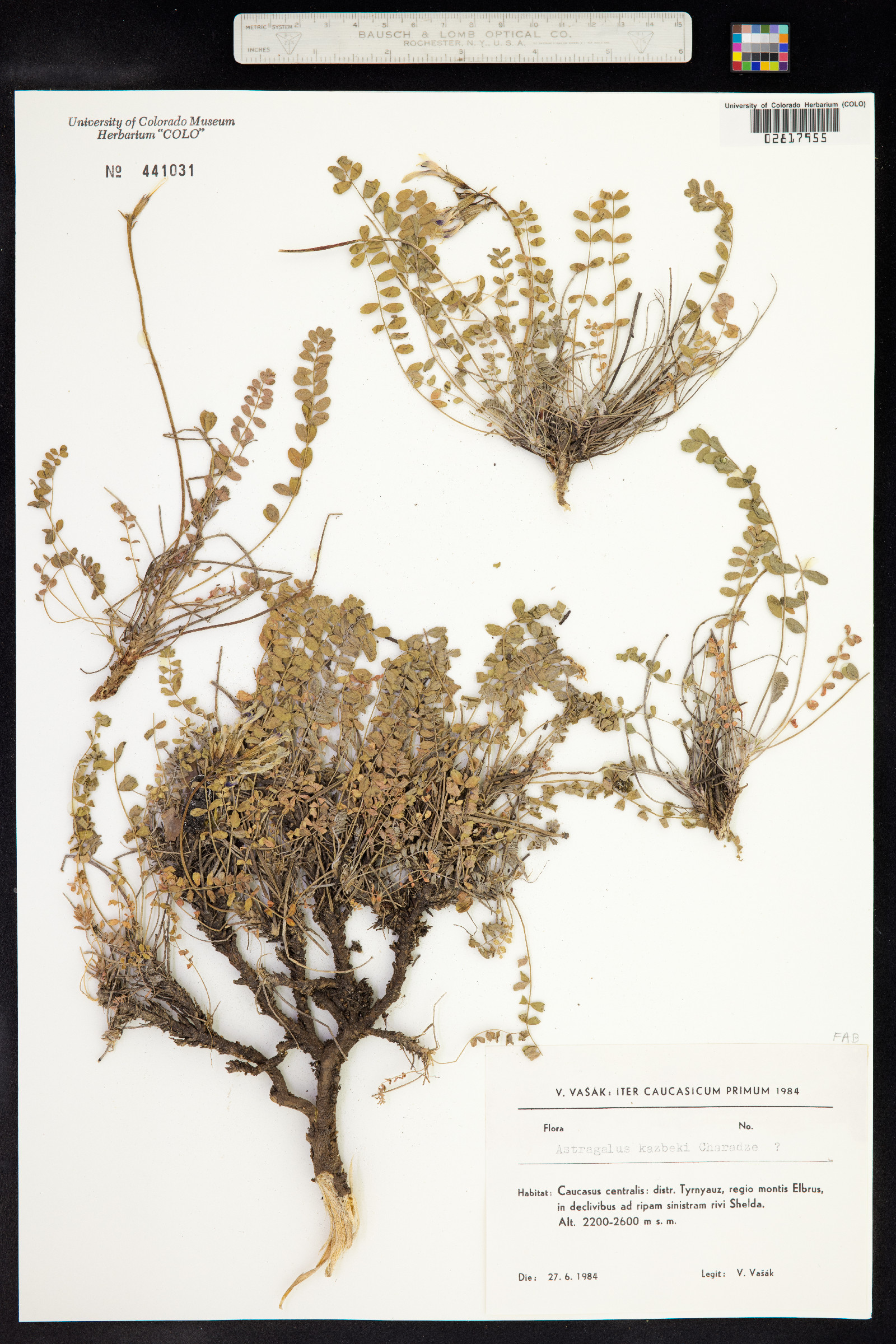 Astragalus kazbeki image