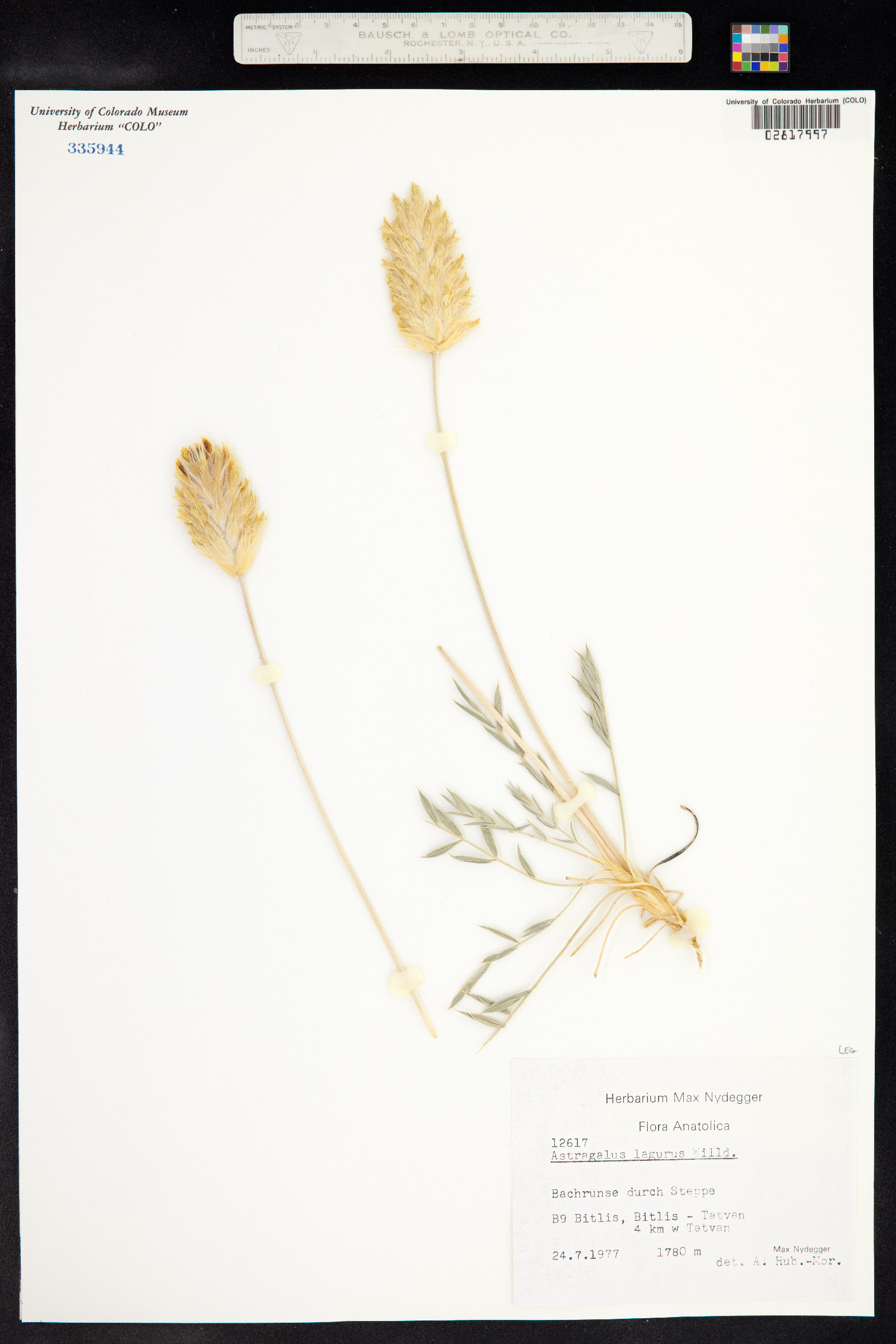 Astragalus lagopoides image