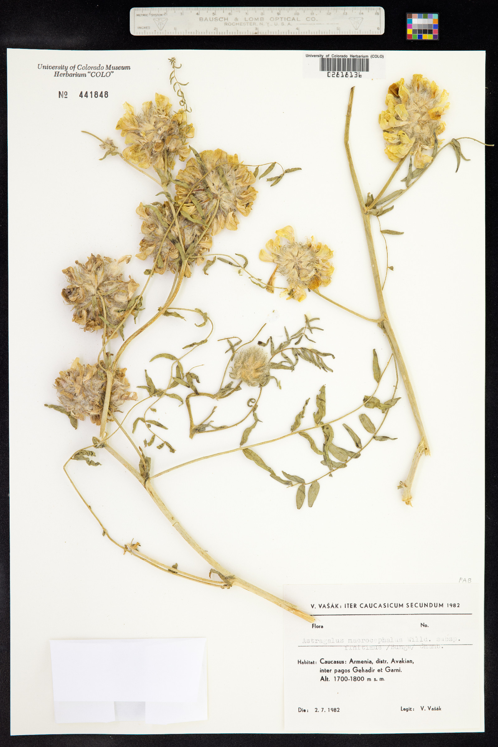 Astragalus macrocephalus image