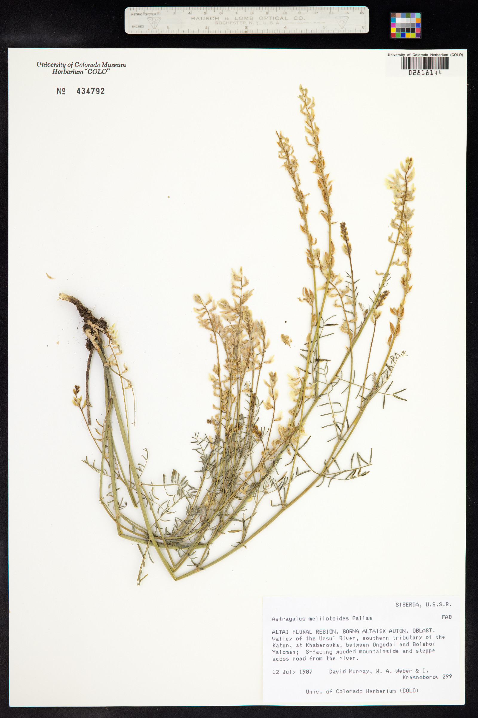 Astragalus melilotoides image