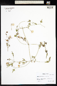 Clematis drummondii image