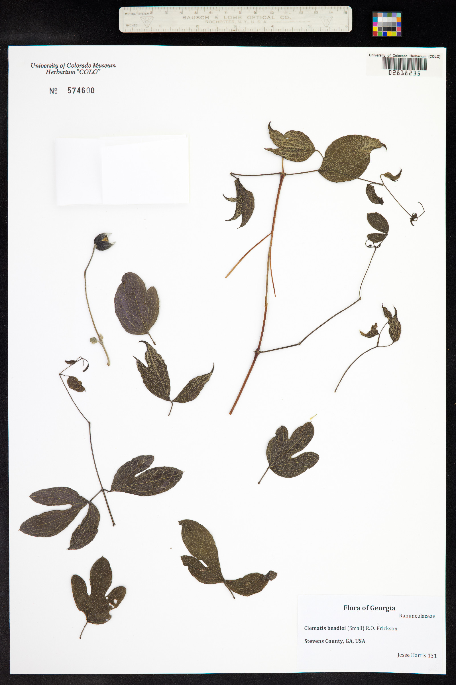 Clematis viorna image